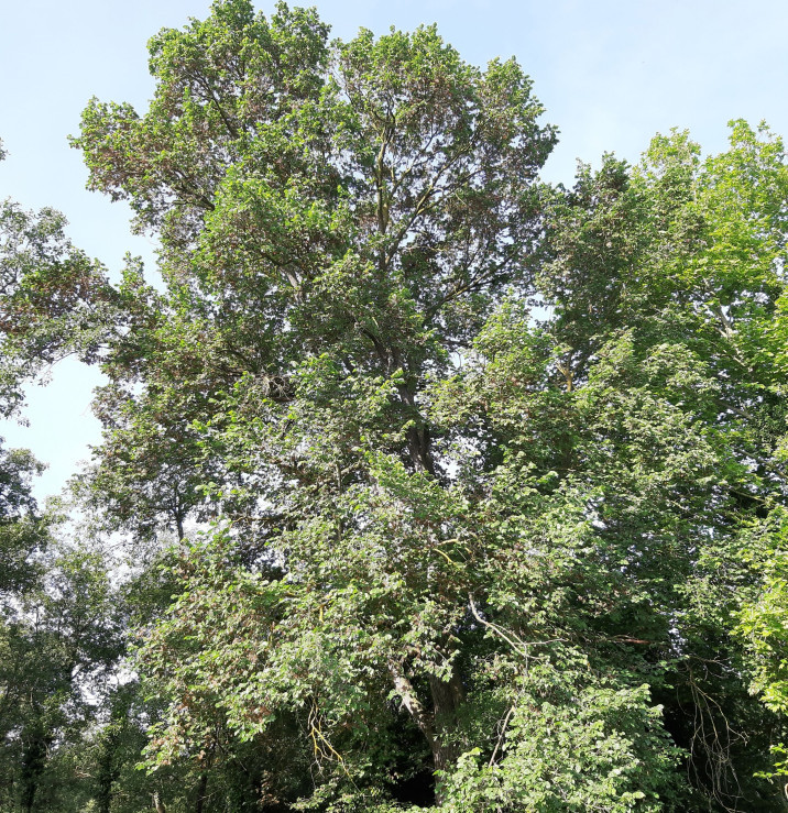 Ulmus laevis