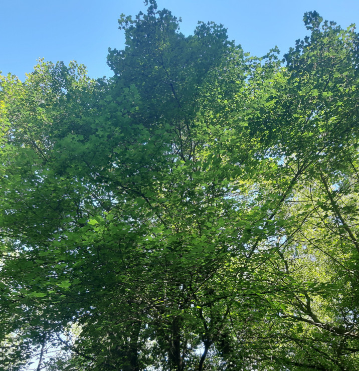 Acer opalus