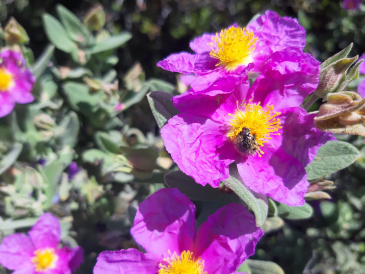 Cistus albidus