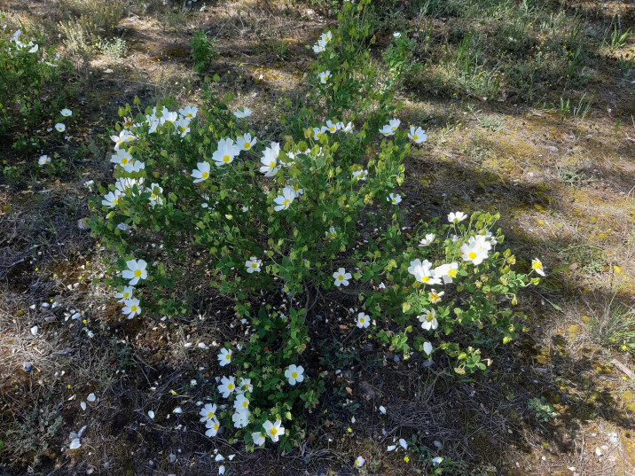 Cistus salviifolius