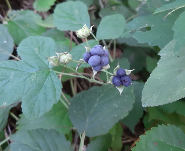 Rubus caesius
