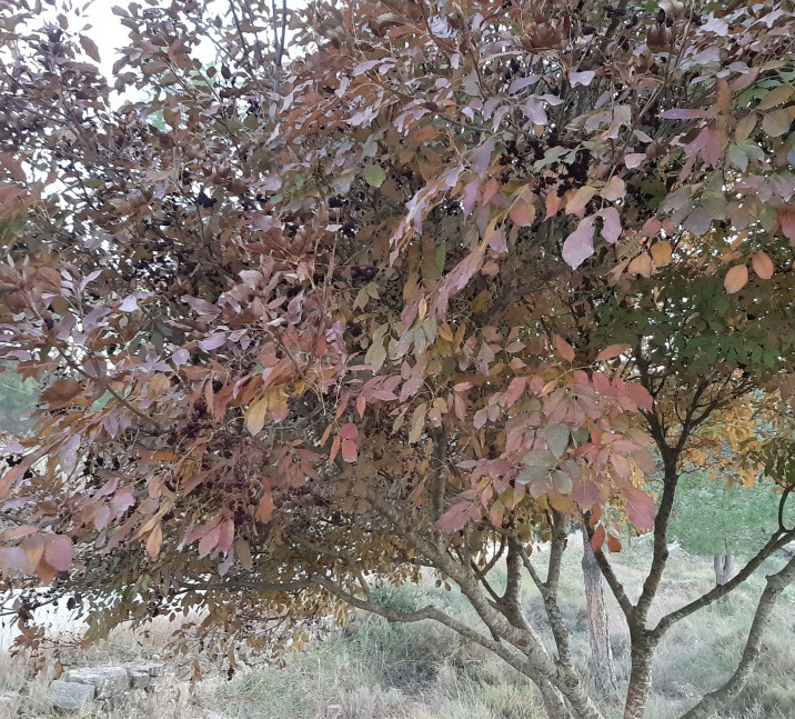 Fraxinus ornus