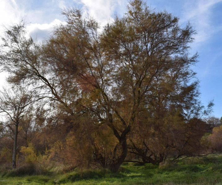 Tamarix canariensis