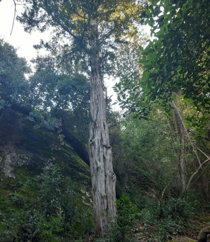 Taxus baccata