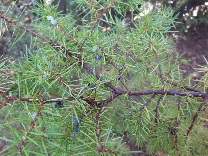 Juniperus communis  subsp. communis