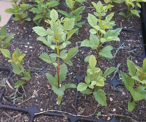 Fraxinus angustifolia