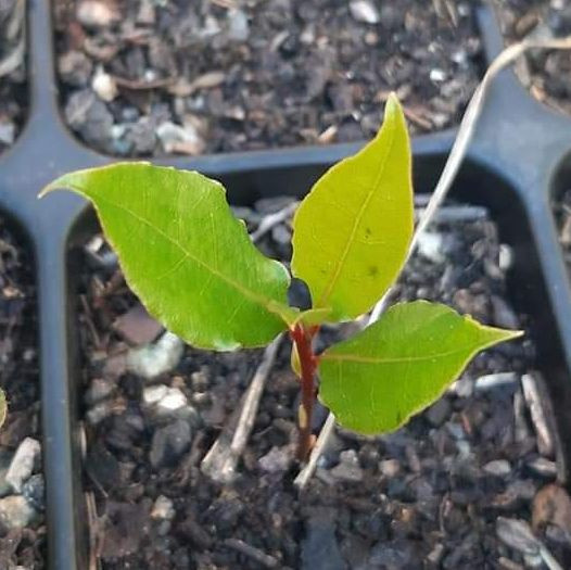 Laurus nobilis