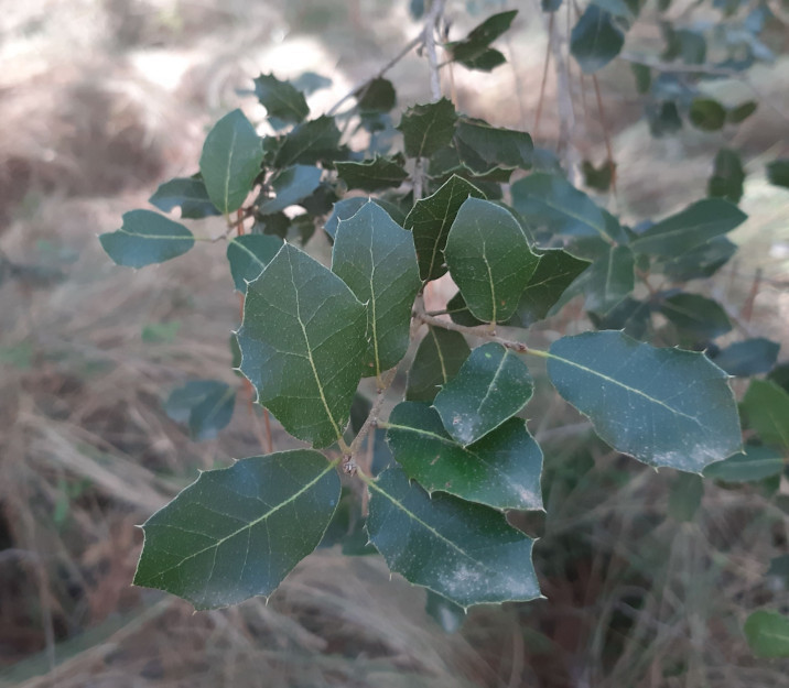 Quercus x catalaunica