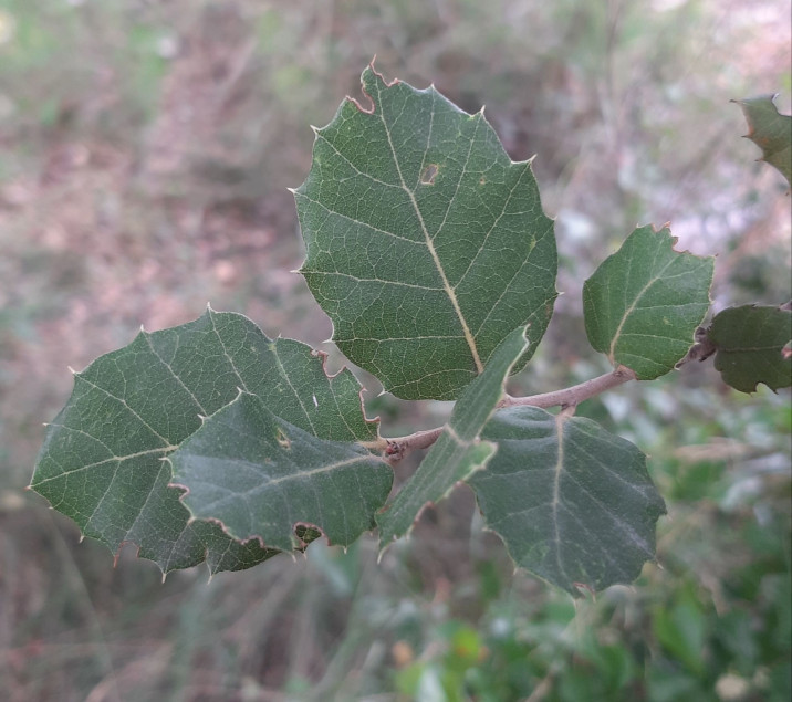 Quercus x avellaniformis