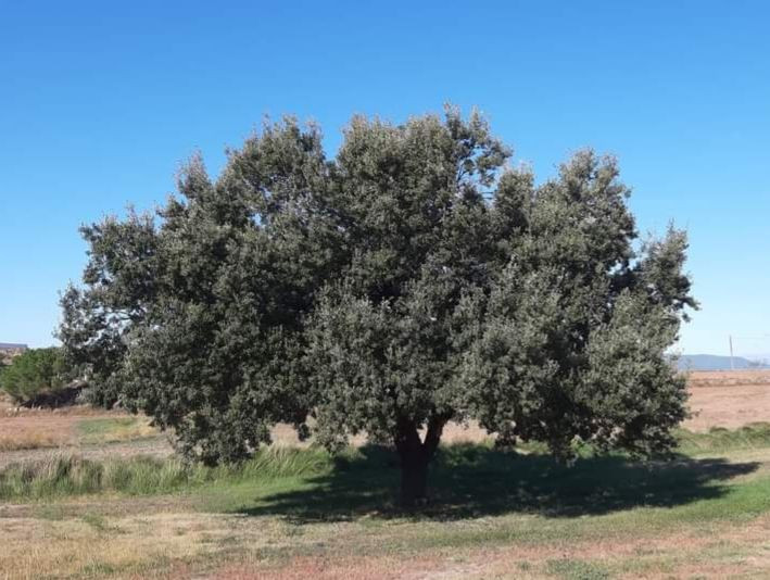 Quercus autumnalis