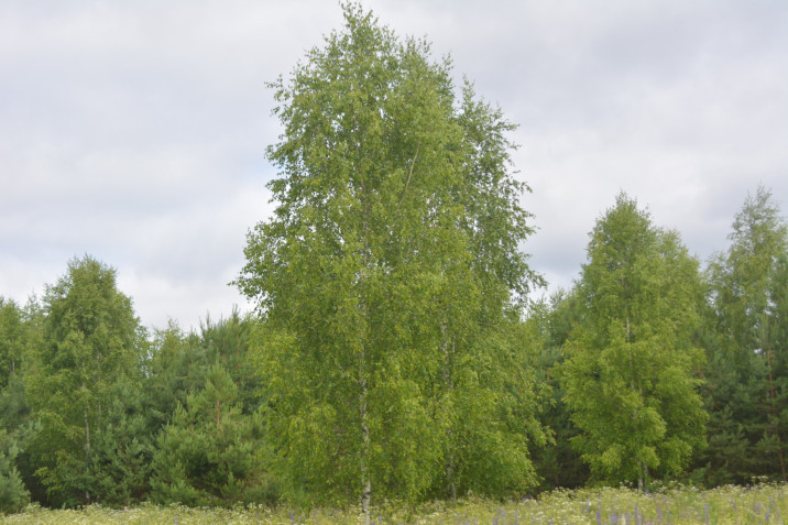 Betula pendula
