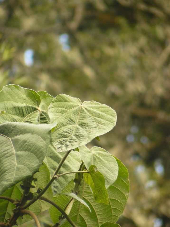 Macaranga kilimandscharica
