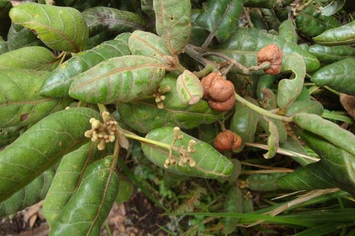 Ocotea usambarensis