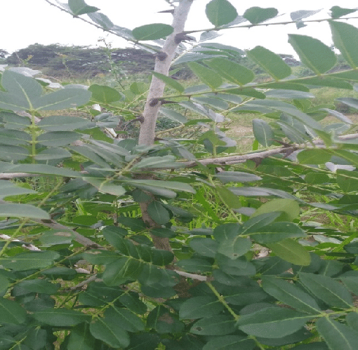 Zanthoxylum usambarense