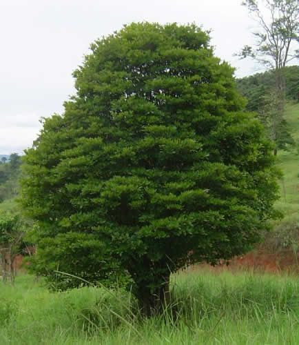 Solanum pseudoquina