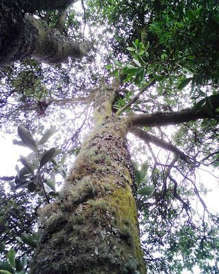 Rapanea guianensis