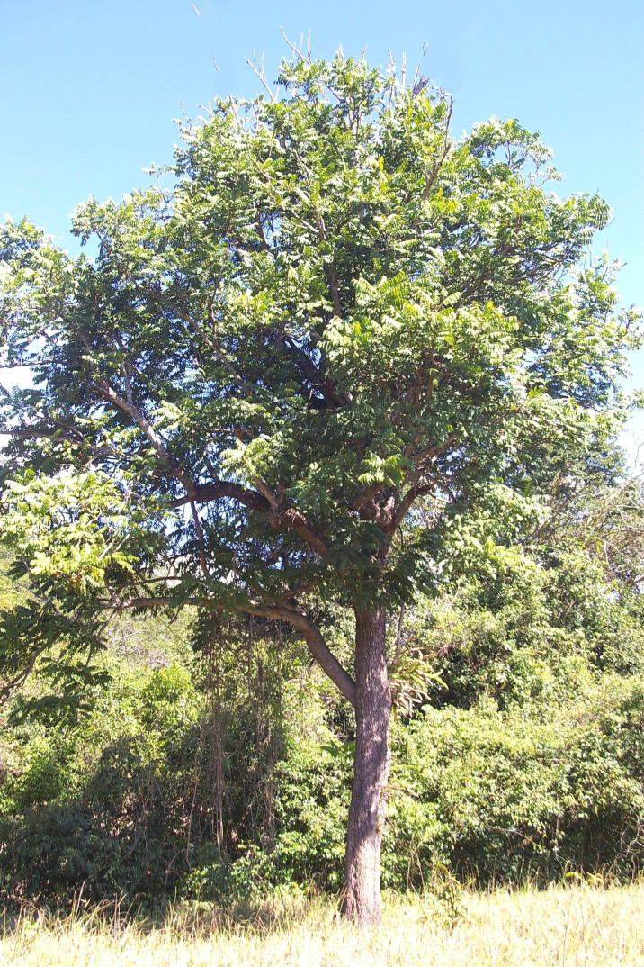 Cabralea canjerana