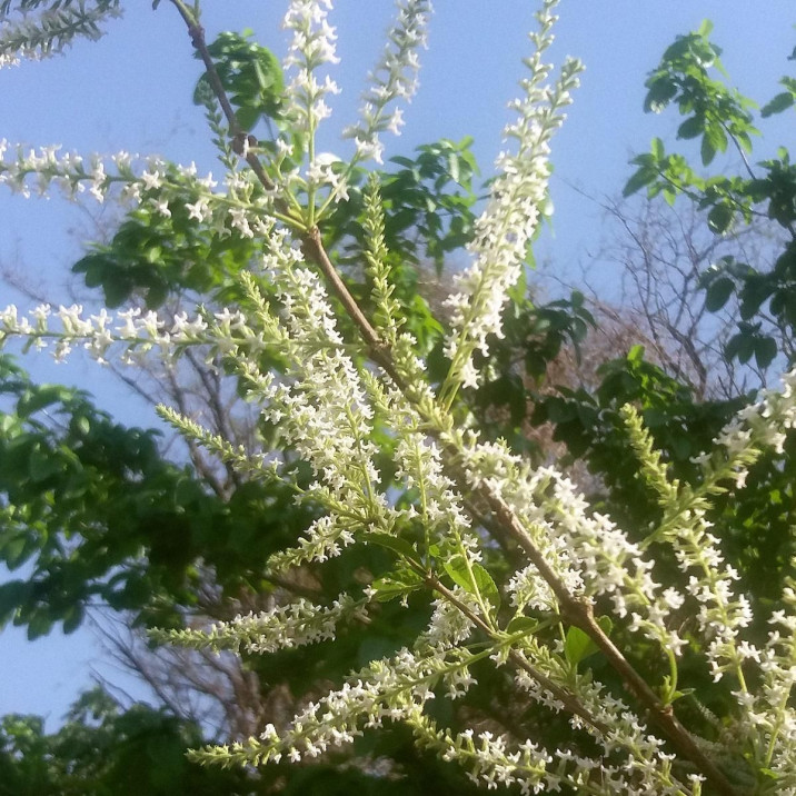 Aloysia virgata