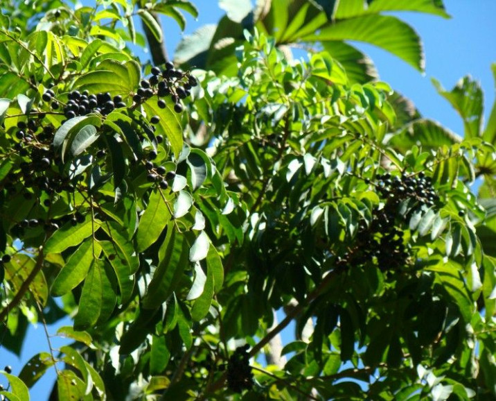 Tapirira guianensis