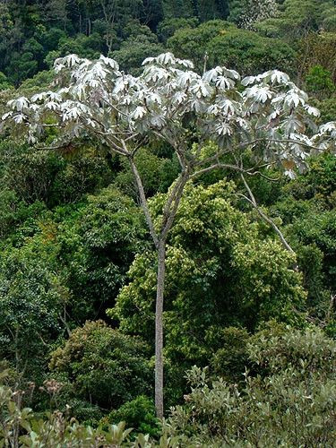 Cecropia hololeuca