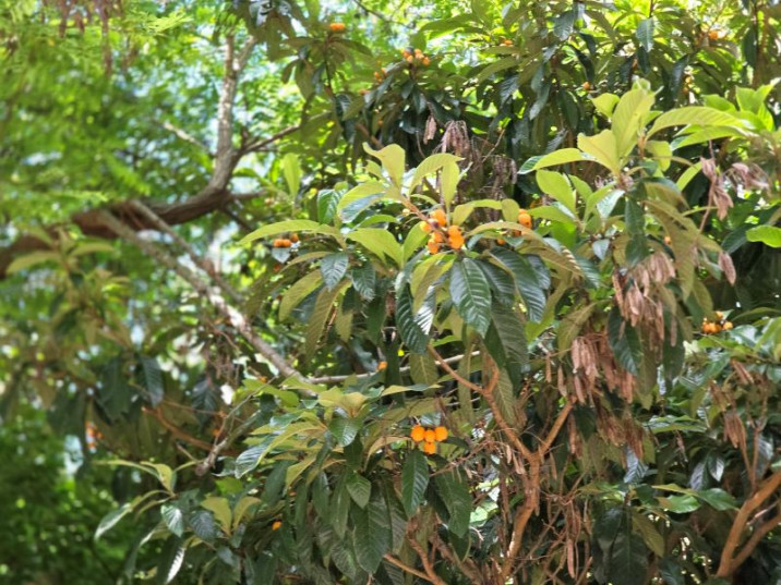 Eriobotrya japonica