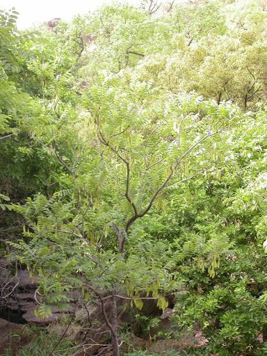 Pericopsis laxiflora