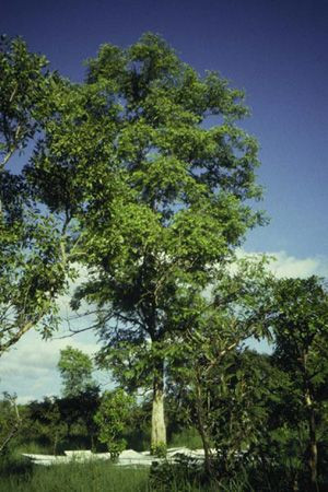 Anogeissus leiocarpa