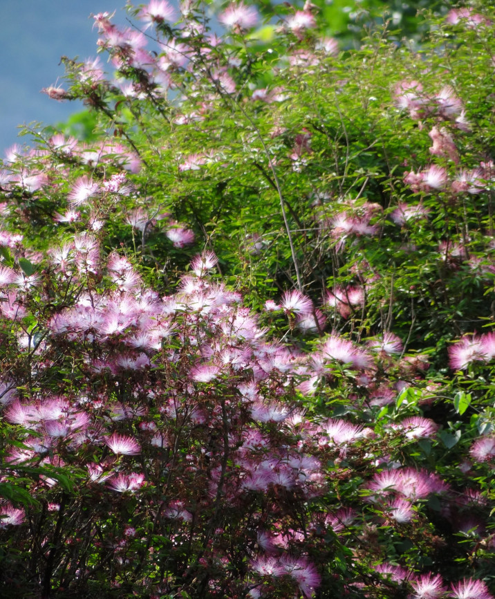 Calliandra brevipes