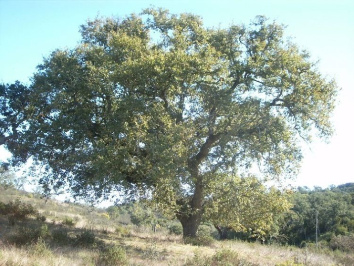 Quercus faginea