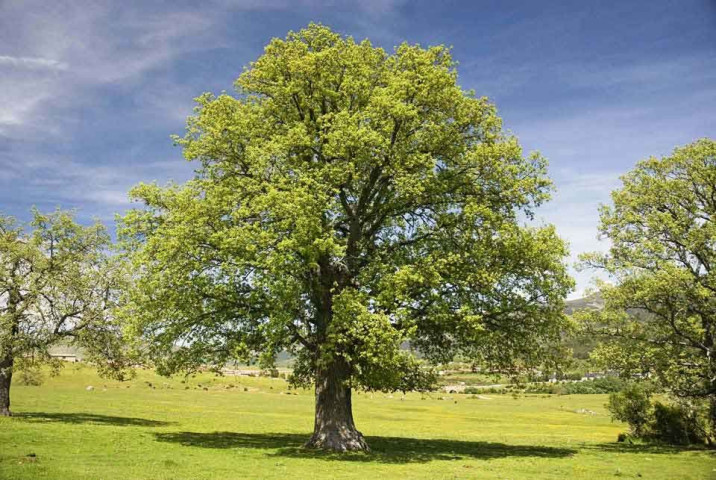 Quercus pyrenaica