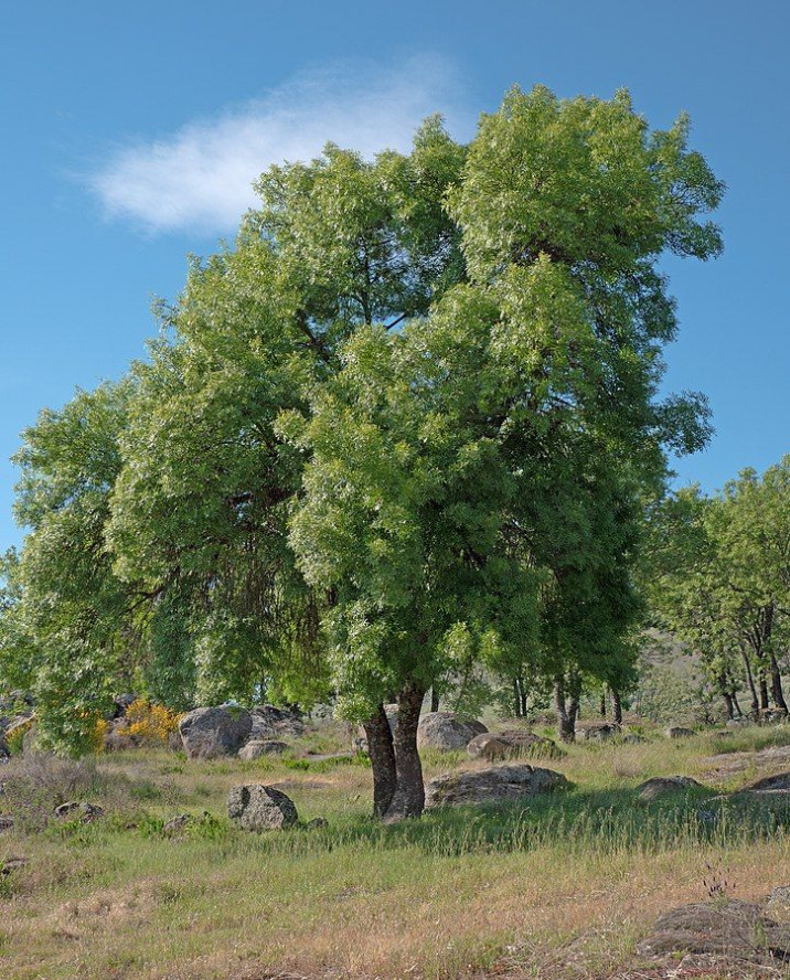 Fraxinus angustifolia