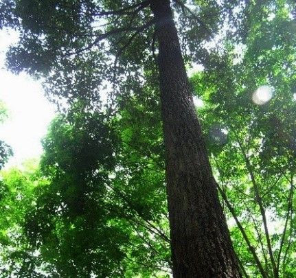 Cotylelobium lanceolatum