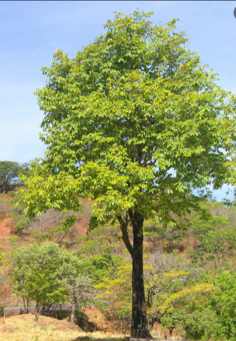 Guazuma ulmifolia