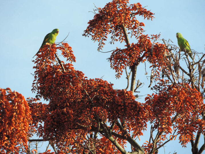 Erythrina falcata