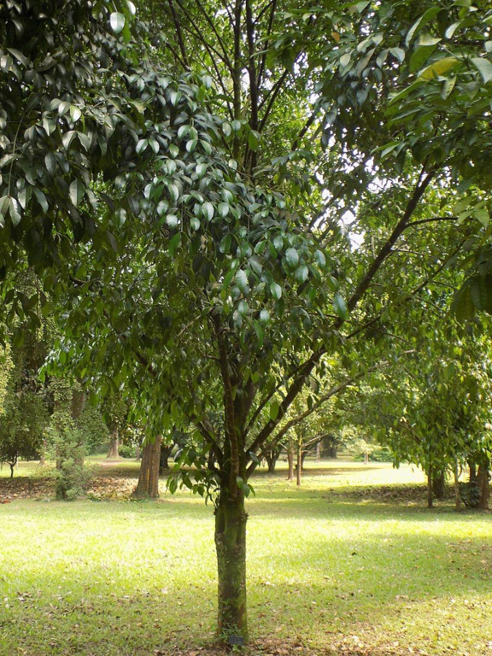 Garcinia kola