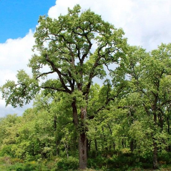 Quercus pyrenaica