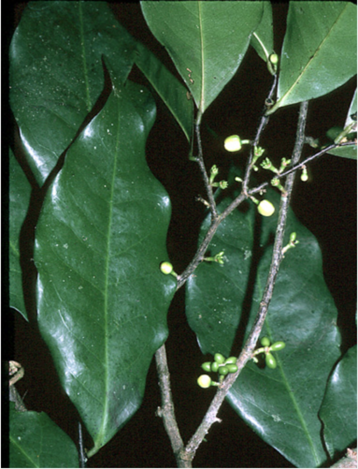 Oxandra espintana