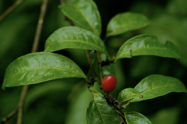 Erythroxylum fimbriatum