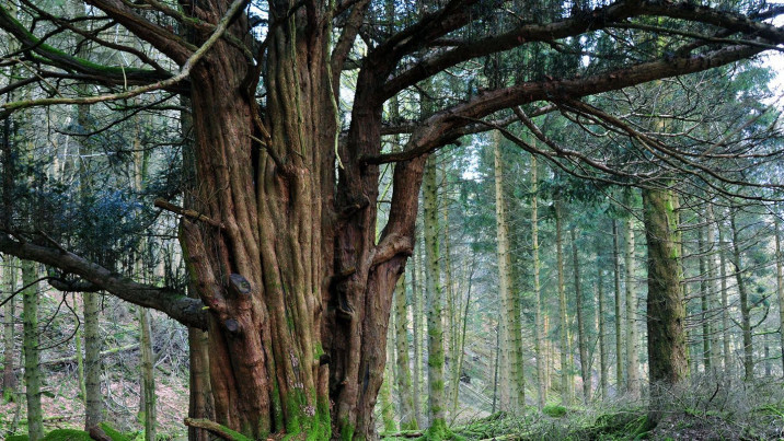 Taxus baccata