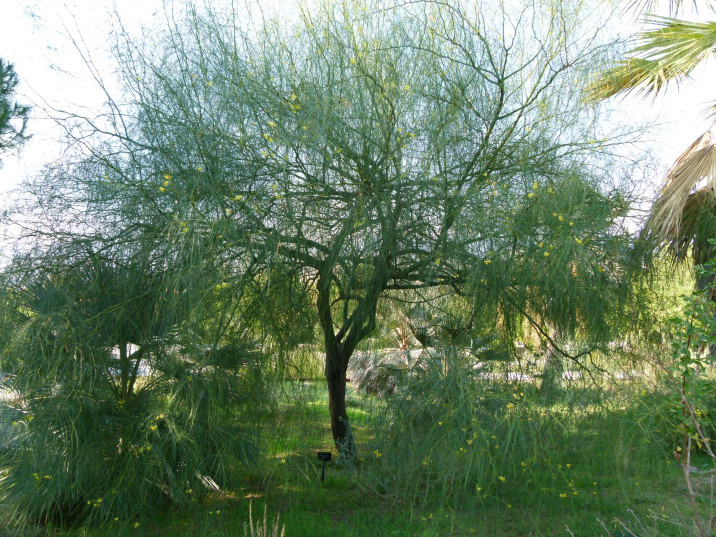 Parkinsonia aculeata