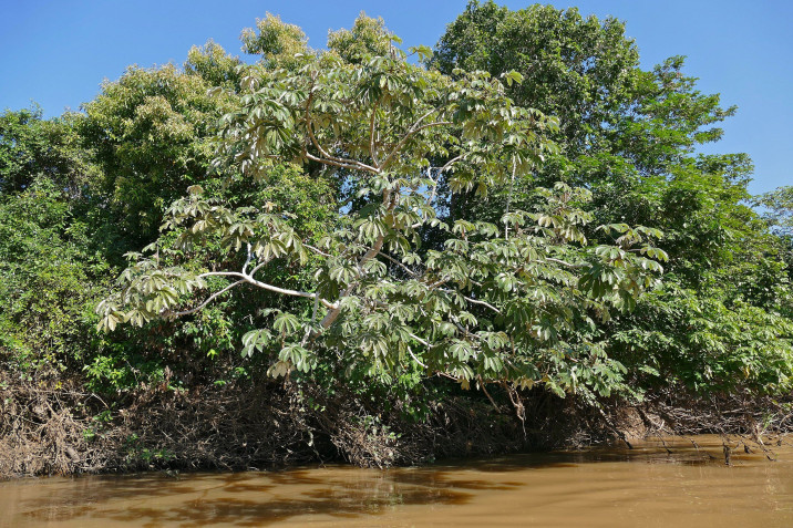 Cecropia pachystachya