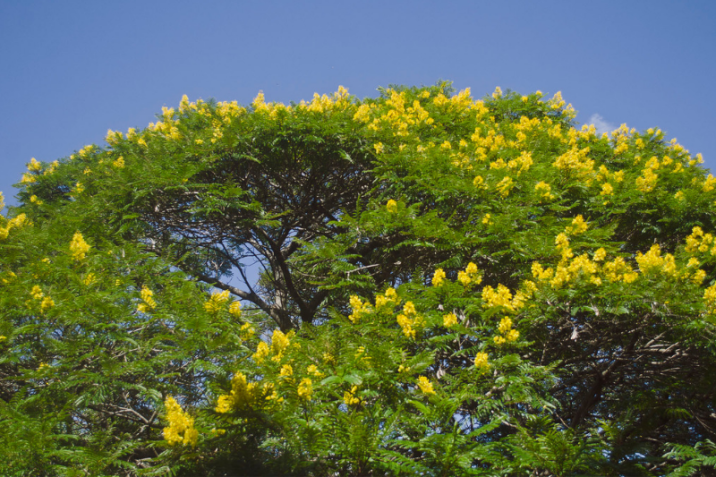 Peltophorum dubium