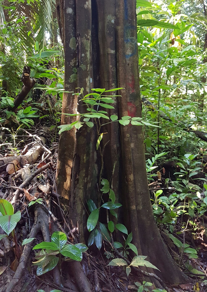 Lecointea amazonica