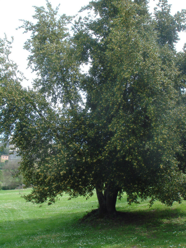 Laurus nobilis