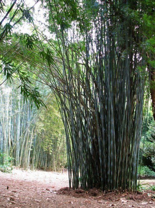 Bambusa tulda