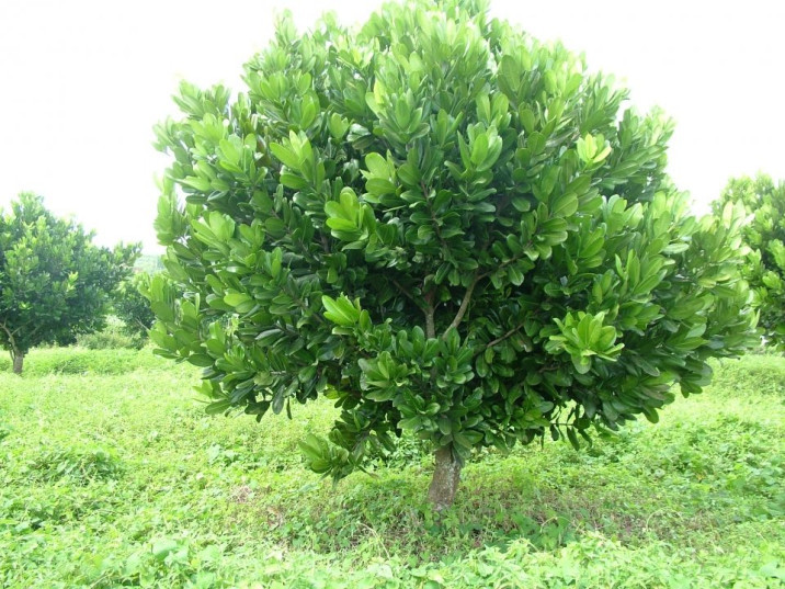 Mammea usambarensis
