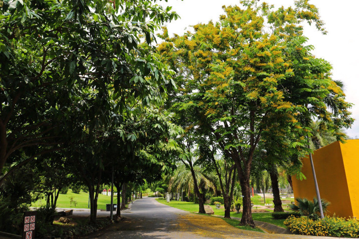 Pterocarpus macrocarpus