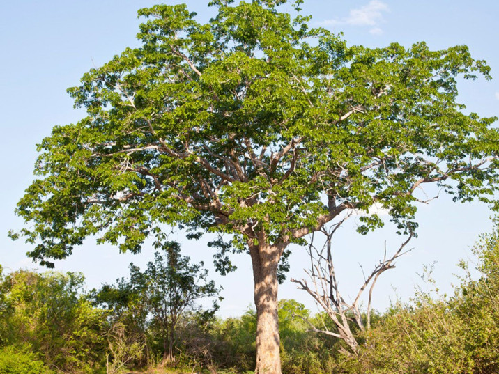 Mahogan Tree