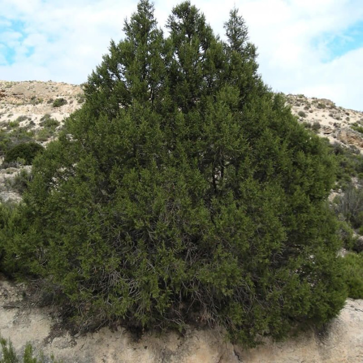 Juniperus phoenicea