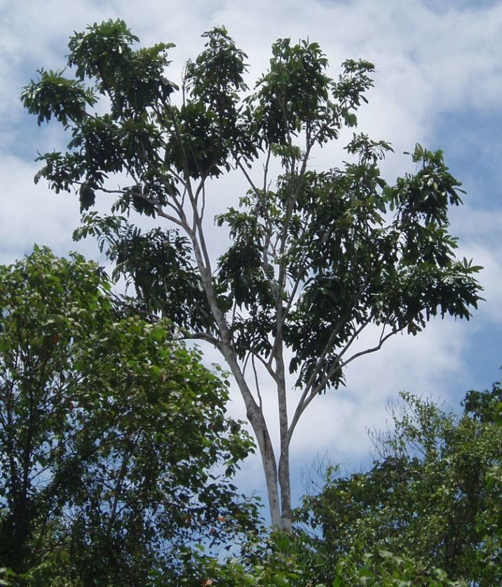 Carapa procera